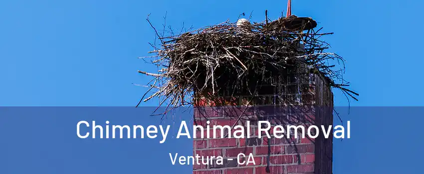  Chimney Animal Removal Ventura - CA