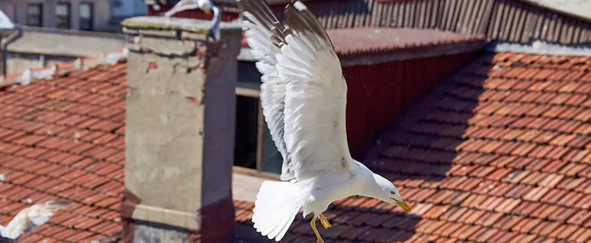 Residential Chimney Animal Removal Solution in Ventura, CA